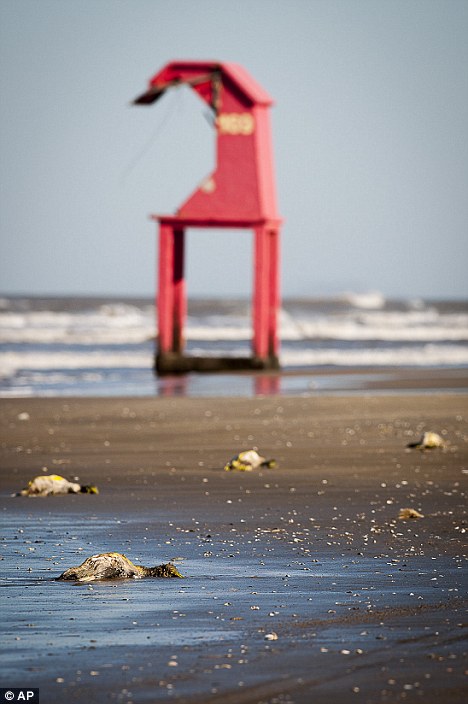 Washed up: The birds washed up between the towns of Tramandai and Cidreira, around 60 miles from the state capital, Porto Alegre